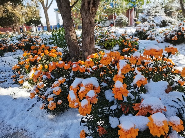 1636600707269493.jpg 微信图片_20211107114503_副本.jpg