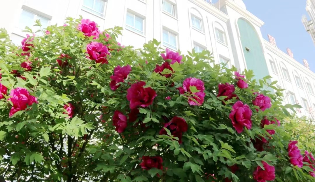 1650772059153515.jpg 1650772059153515.jpg