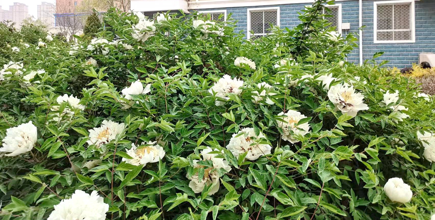 1650772100985041.jpg 1650772100985041.jpg