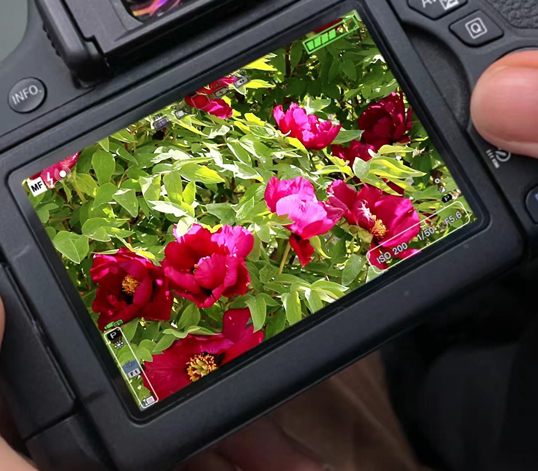 1650772135856595.jpg 1650772135856595.jpg