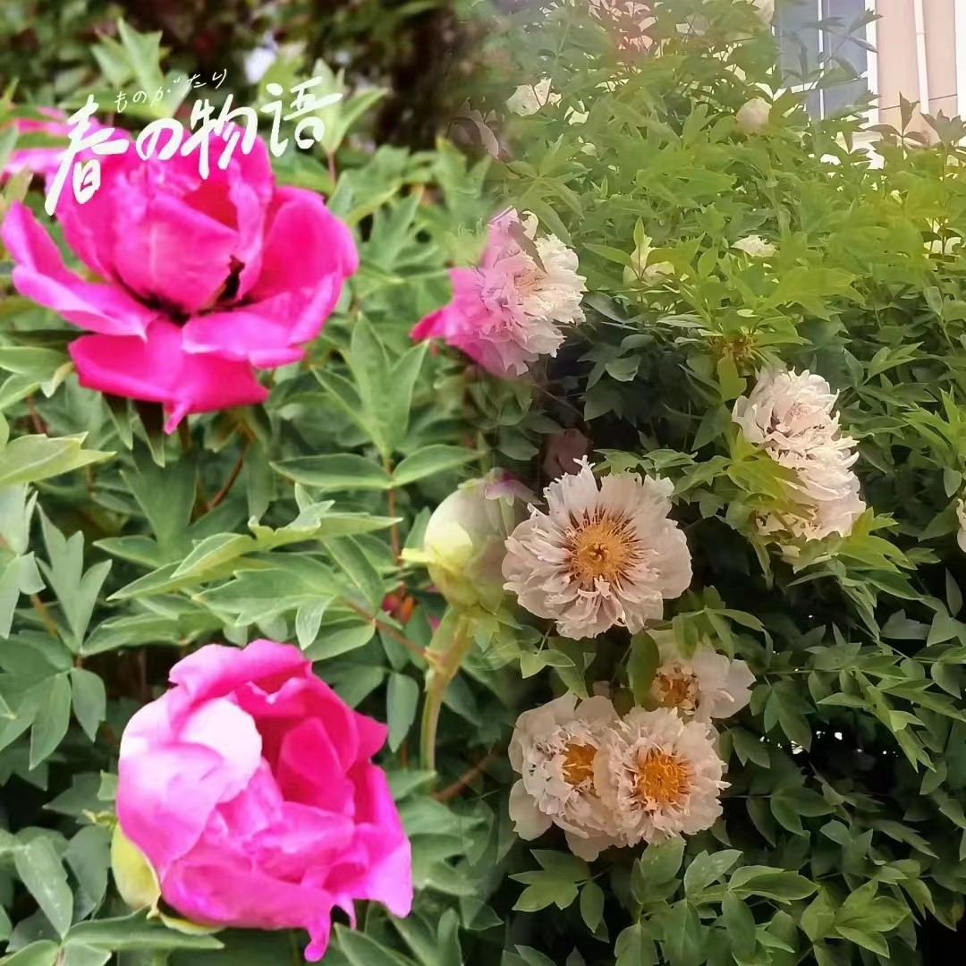 1650772161191830.jpg 1650772161191830.jpg