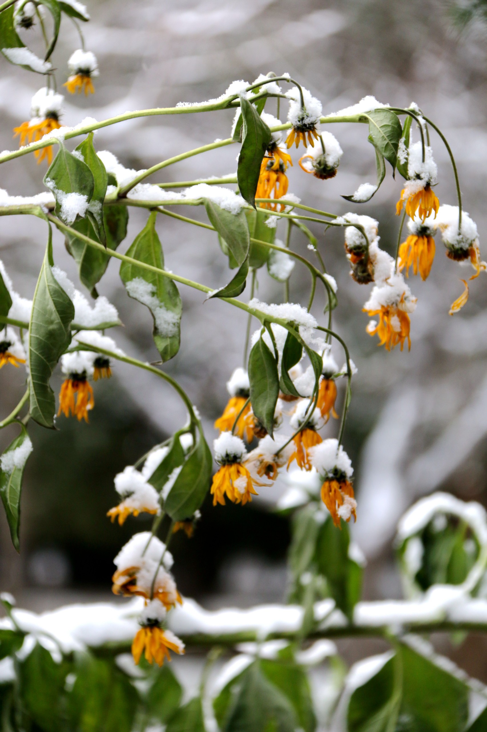 1700034414455643.jpg 1700034414455643.jpg