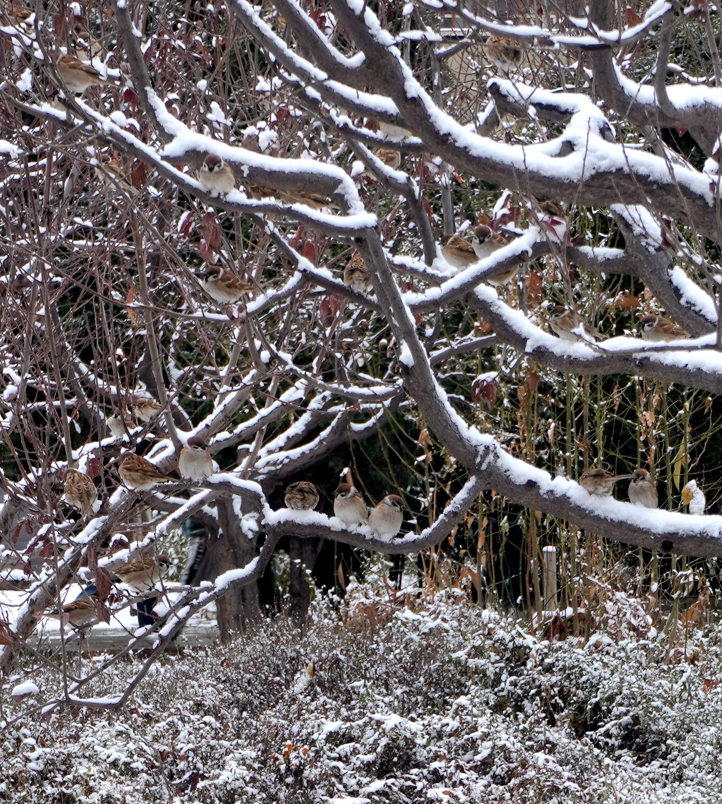 1700034439527603.jpg 1700034439527603.jpg